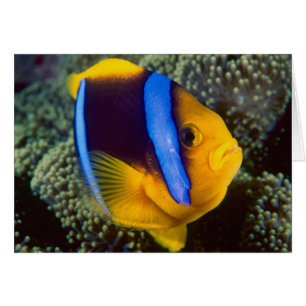 Australia, Great Barrier Reef, Anemonefish