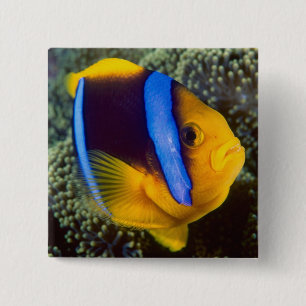 Australia, Great Barrier Reef, Anemonefish 15 Cm Square Badge