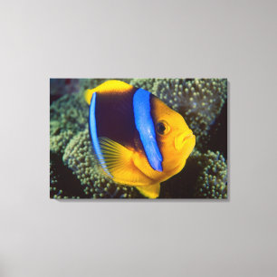 Australia, Great Barrier Reef, Anemonefish Canvas Print