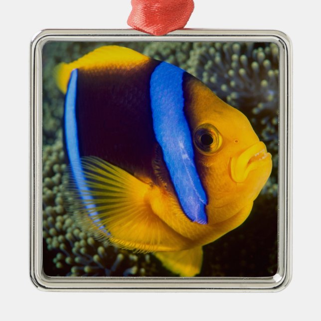 Australia, Great Barrier Reef, Anemonefish Metal Tree Decoration (Front)