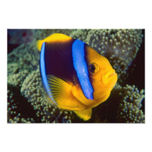 Australia, Great Barrier Reef, Anemonefish Photo Print