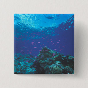 Australia, Great Barrier Reef. Swarming Purple 15 Cm Square Badge