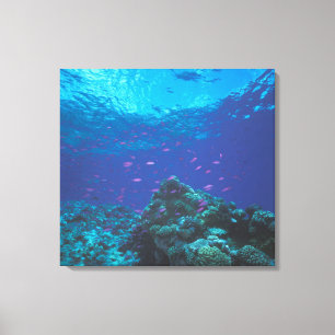 Australia, Great Barrier Reef. Swarming Purple Canvas Print