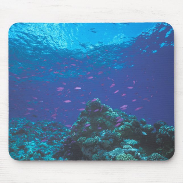 Australia, Great Barrier Reef. Swarming Purple Mouse Pad (Front)