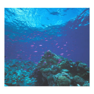 Australia, Great Barrier Reef. Swarming Purple Photo Print