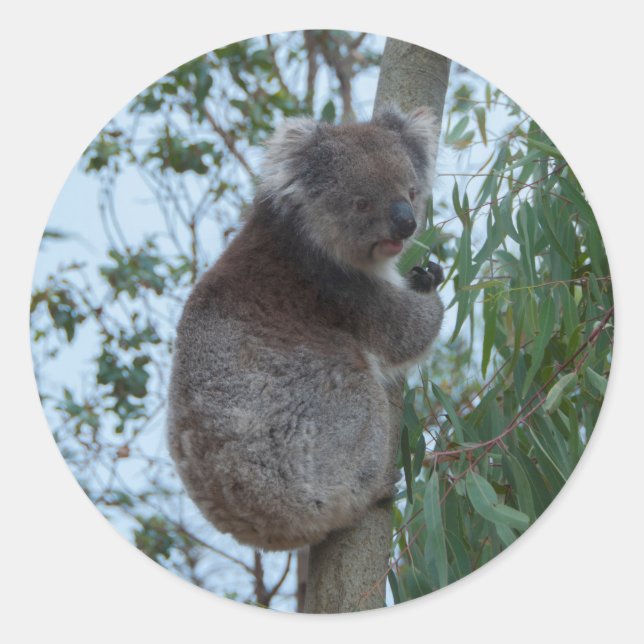 Australia Kangaroo Island Koala in a Tree Classic Round Sticker (Front)