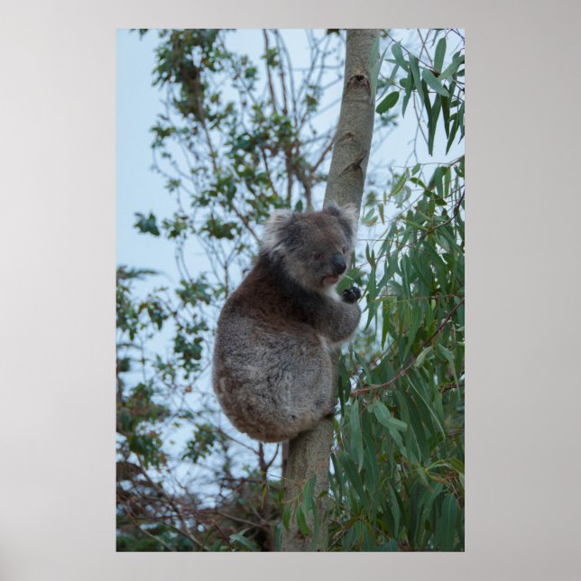Australia Kangaroo Island Koala in a Tree Poster (Front)