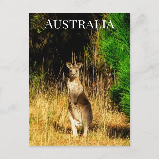 Australia Kangaroo Postcard (Front)