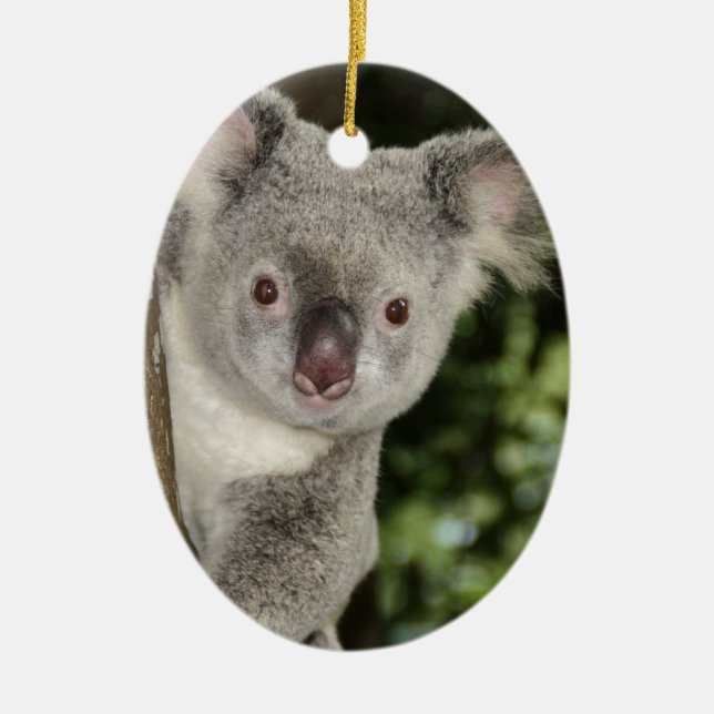 Australia koala bear cute animal ceramic tree decoration (Front)