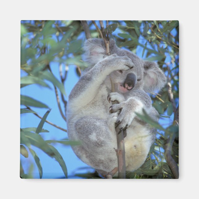 Australia, Koala Phasclarctos Cinereus) Magnet (Front)