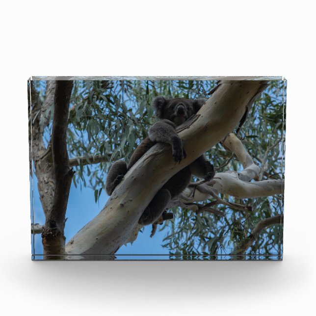 Australia Koala Sleeping in a Tree Photo Block (Front)