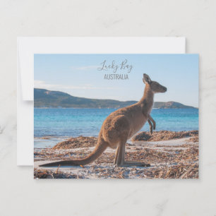 Australia Lucky Bay Kangaroo on the Beach Photo Postcard