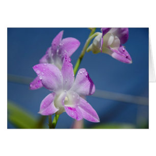 Australia, Northern Territory, Darwin