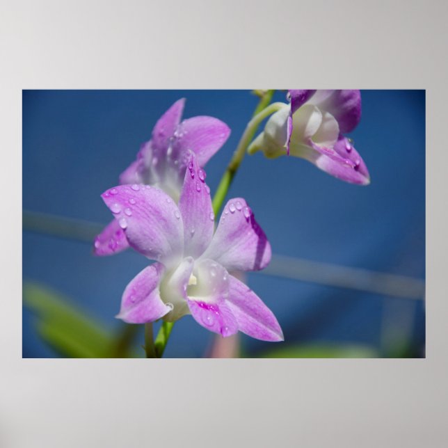 Australia, Northern Territory, Darwin Poster (Front)