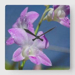 Australia, Northern Territory, Darwin Square Wall Clock
