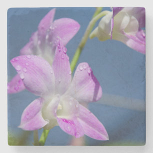 Australia, Northern Territory, Darwin Stone Coaster