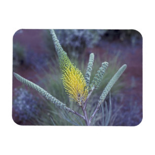 Australia, NT, near Ayers Rock. Springtime bloom Magnet