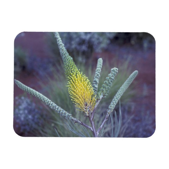 Australia, NT, near Ayers Rock. Springtime bloom Magnet (Horizontal)