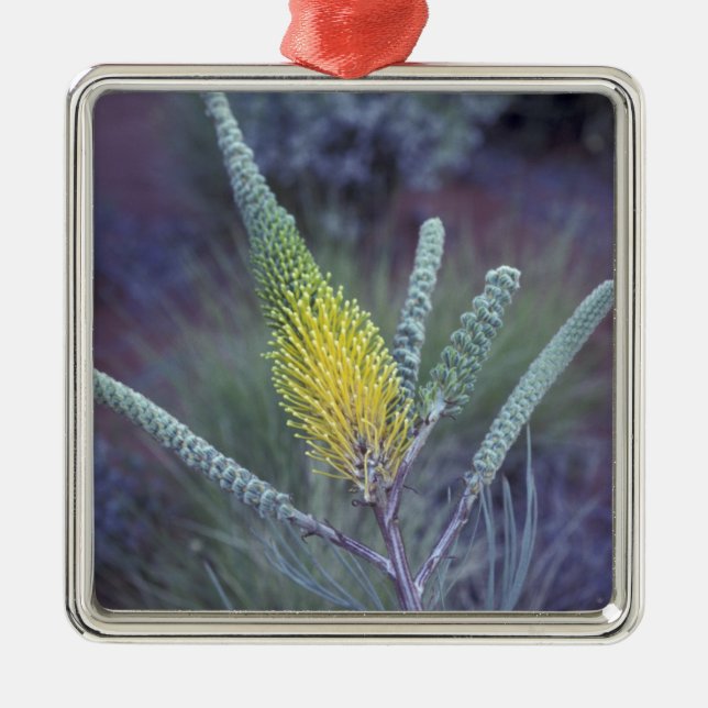 Australia, NT, near Ayers Rock. Springtime bloom Metal Tree Decoration (Front)