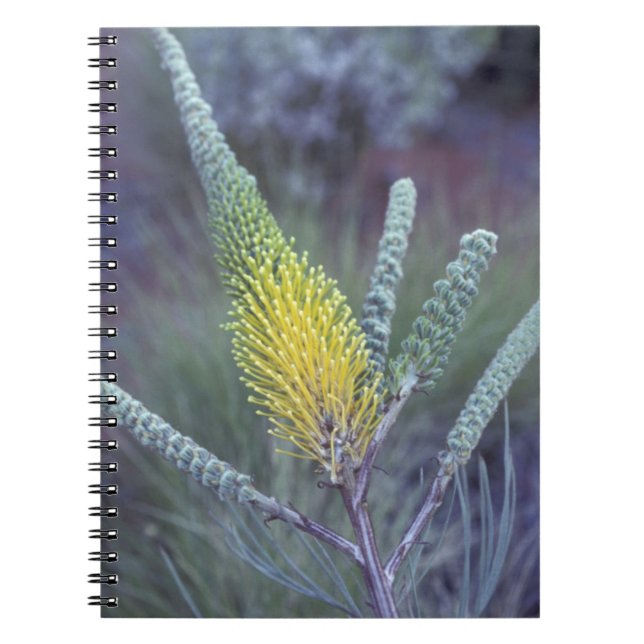 Australia, NT, near Ayers Rock. Springtime bloom Notebook (Front)