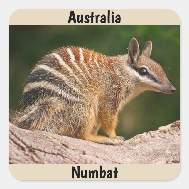 Australia Numbat Square Sticker (Front)