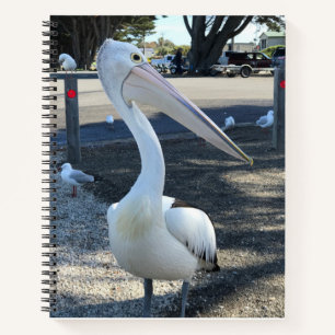 Australia; Pelican - Travel Notebook