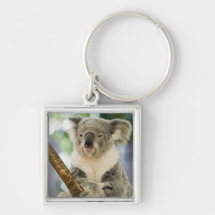 Australia, Queensland, Brisbane, Fig Tree Key Ring