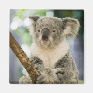 Australia, Queensland, Brisbane, Fig Tree Magnet