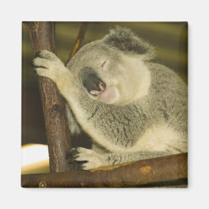 Australia, Queensland, Brisbane. Fig Tree Magnet