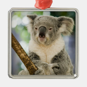 Australia, Queensland, Brisbane, Fig Tree Metal Tree Decoration
