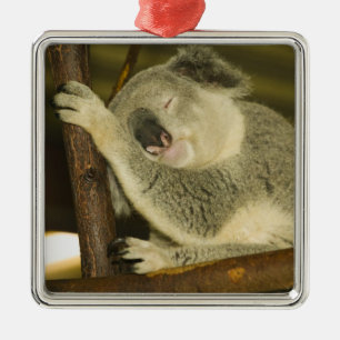 Australia, Queensland, Brisbane. Fig Tree Metal Tree Decoration