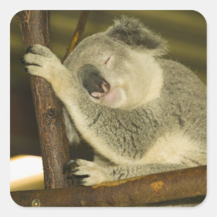 Australia, Queensland, Brisbane. Fig Tree Square Sticker