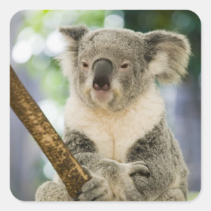 Australia, Queensland, Brisbane, Fig Tree Square Sticker