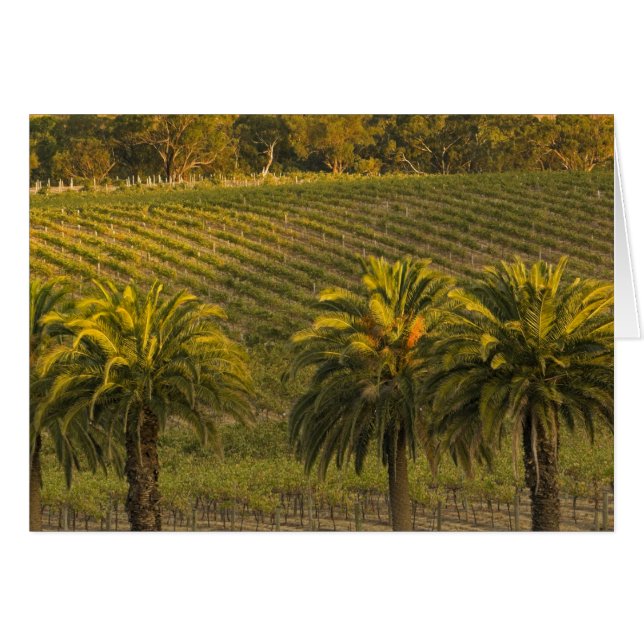Australia, South Australia, Barossa Valley, (Front Horizontal)