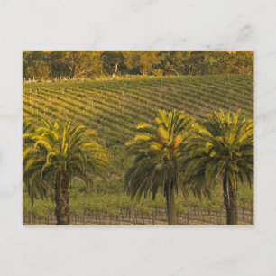 Australia, South Australia, Barossa Valley, Postcard