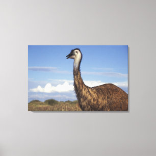Australia, Western Australia. Emu (Dromaius Canvas Print