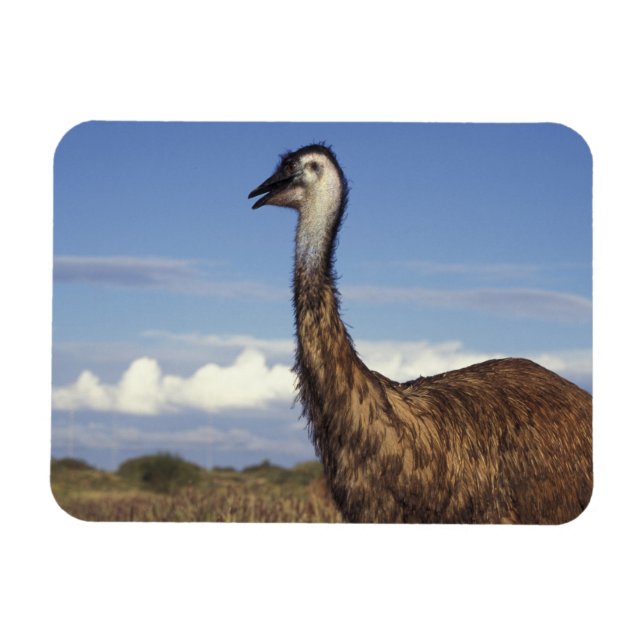 Australia, Western Australia. Emu (Dromaius Magnet (Horizontal)