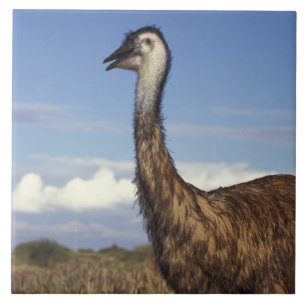 Australia, Western Australia. Emu (Dromaius Tile