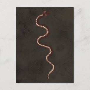 Australian Aboriginal Desert Snake Art Postcard