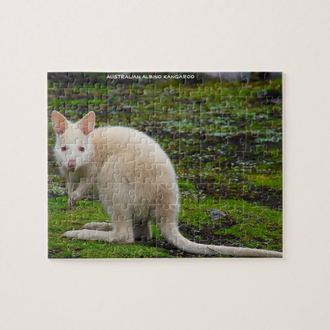 Australian Albino Kangaroo Jigsaw Puzzle (Horizontal)