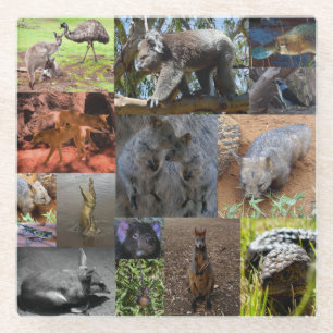 Australian Animals Photo Collage, Glass Coaster