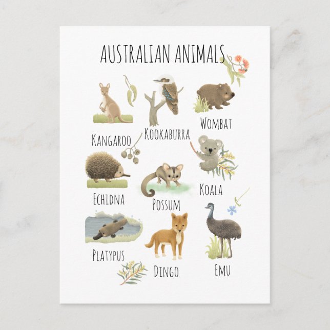 Australian Animals  Postcard (Front)