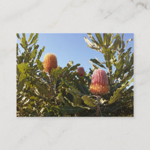 Australian Banskia blossoms Business Card