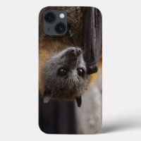 Australian Bat