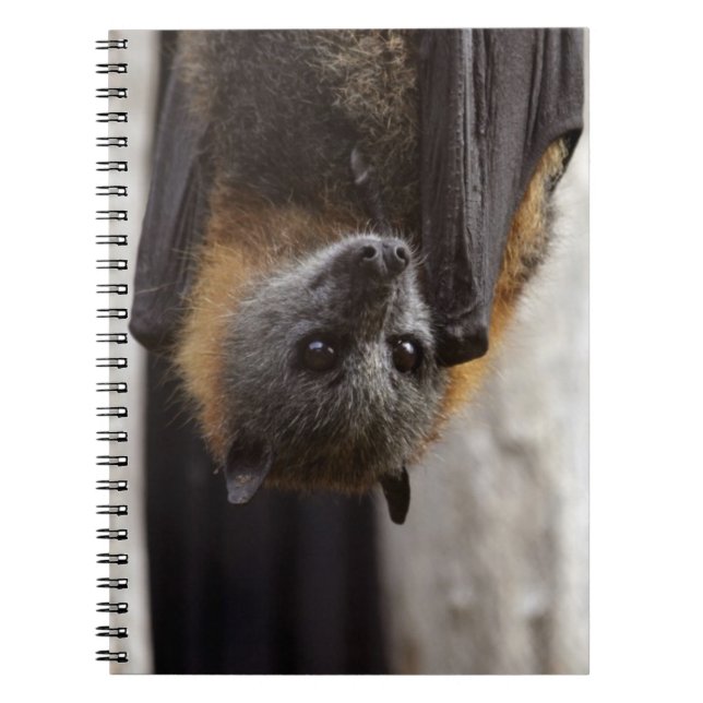 Australian Bat Spiral Notebook (Front)