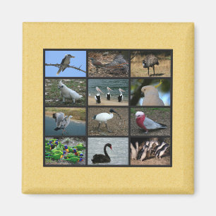 Australian Bird Photo Collage Magnet