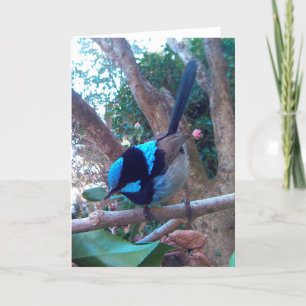 Australian bird, Superb Fairy Wren. Card