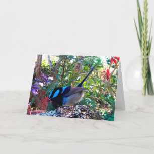 Australian bird, Superb Fairy Wren. Card