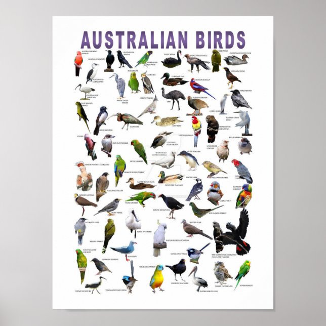 Australian Birds Chart poster (Front)