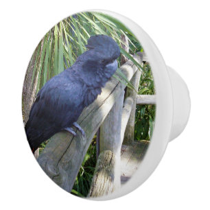 Australian Black Parrot, Ceramic Knob